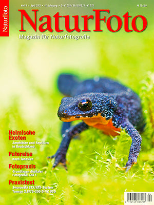 NaturFoto 4/2013